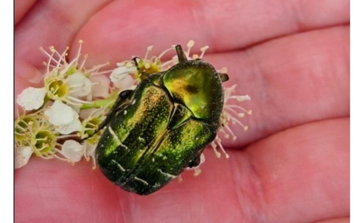 Zielony chrząszcz na dłoni, otoczony białymi kwiatami.
