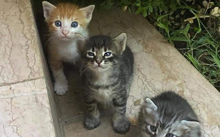 Zbiórka Koty żyjące na ulicy - zdjęcie główne