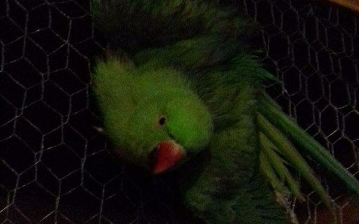 Zbiórka Dom dla papug - zdjęcie główne