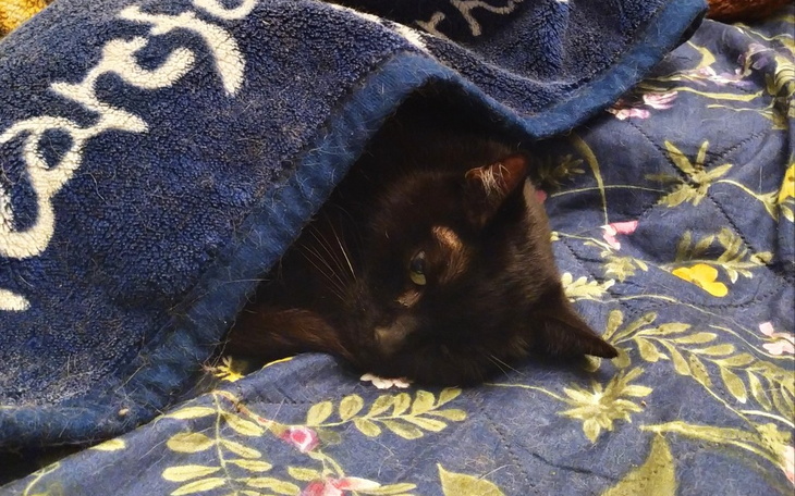 Zbiórka Feliks z niewydolnością nerek - zdjęcie główne