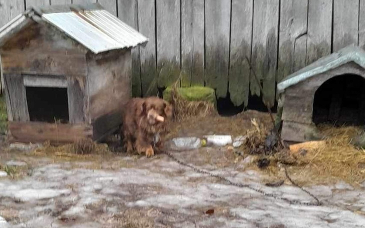 Zbiórka Płatny DT dla pieska z łańcucha - zdjęcie główne