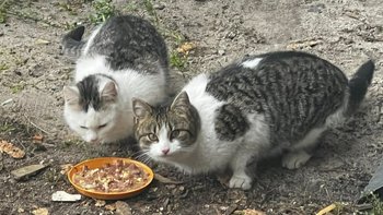 Zbiórka Kolejne biedy w potrzebie . - miniaturka zdjęcia