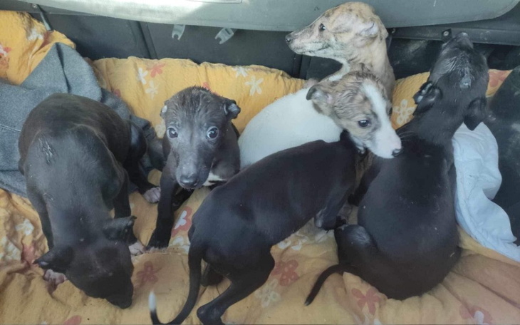 Zbiórka Charcie maluchy w potrzebie - zdjęcie główne