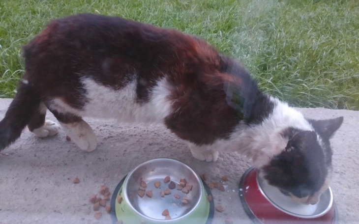 Zbiórka Pogryziony Weteran prosi o wspar - zdjęcie główne