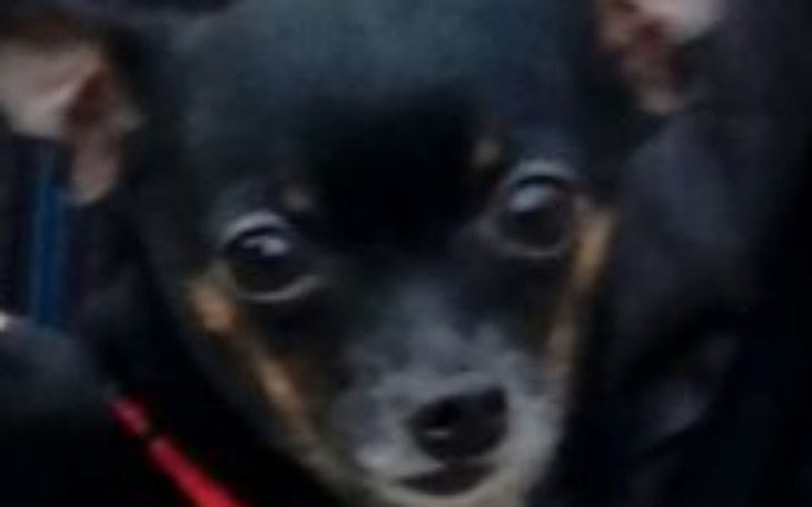 Zbiórka Pomóżcie Klarze wrócić do zdrowi - zdjęcie główne