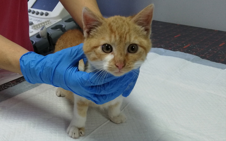 Zbiórka Jemiołek - zdjęcie główne