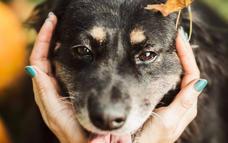Zbiórka Podróż, być może ostatnia - zdjęcie główne