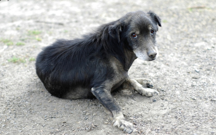 Zbiórka Dla Bezdomnych których los ukara - zdjęcie główne