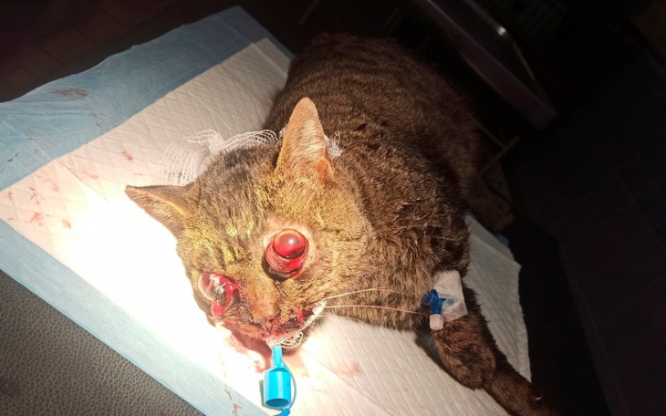 Zbiórka Walczymy o Kocurka po wypadku - zdjęcie główne