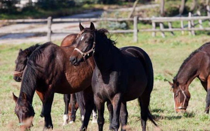 Zbiórka Marzenie każdego jeźdzca - zdjęcie główne