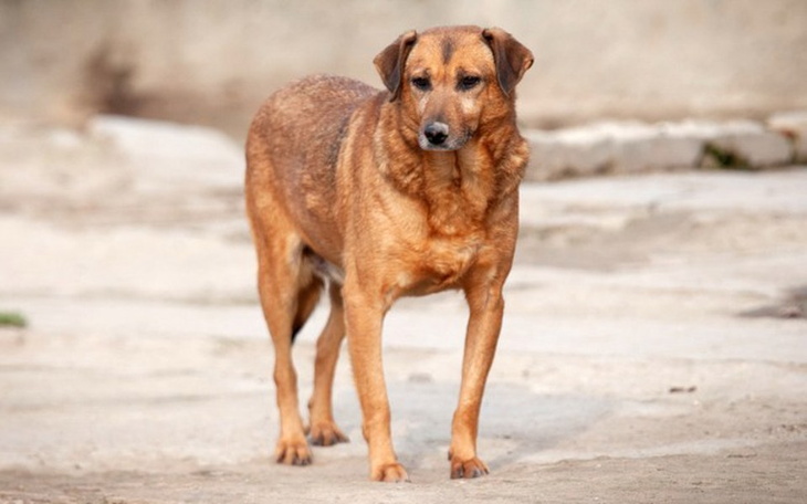 Zbiórka Po 12 latach ma szanse na dom - zdjęcie główne