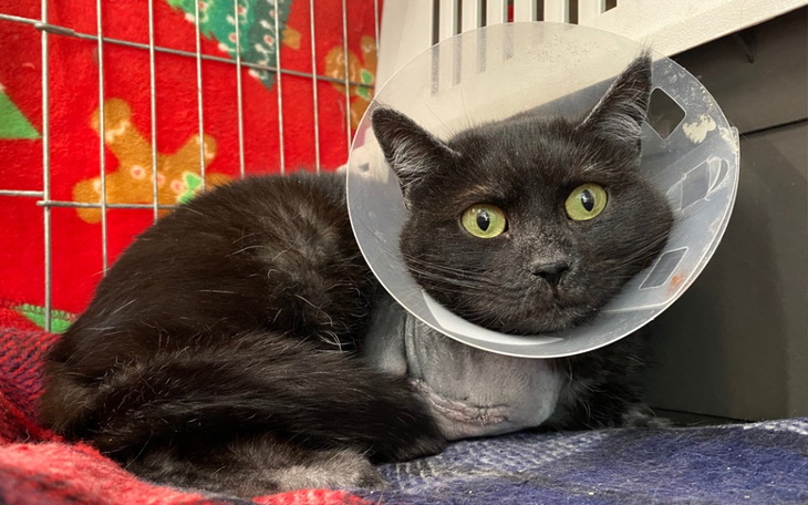 Zbiórka Amputacja łapki Tosi - zdjęcie główne