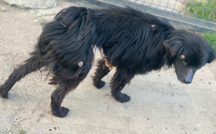 Zbiórka Wyniszczony na skraju śmierci - zdjęcie główne