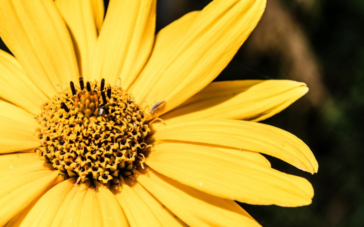 Zbiórka Pomóż mi spłacić dług - zdjęcie główne