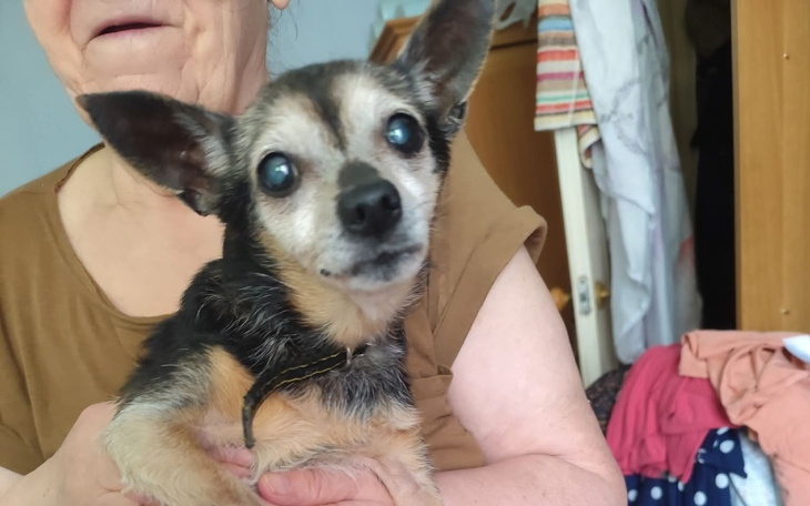 Starszy pies trzymany na rękach przez kobietę.