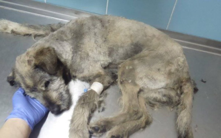 Chory pies leżący na stole, potrzebujący pomocy weterynaryjnej.