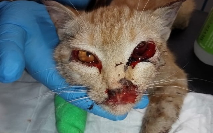 Zbiórka Lucky po wypadku - zdjęcie główne