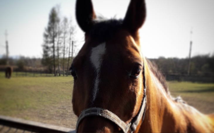 Zbiórka Wymarzony prezent dla Gabi - zdjęcie główne