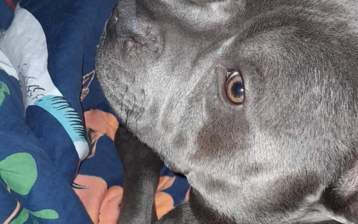 Zbiórka Operacja nogi pieska - zdjęcie główne