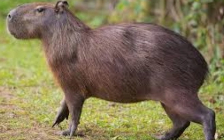 Zbiórka Na wymarzone zwierzątko - zdjęcie główne