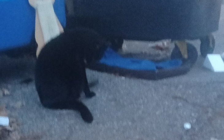 Zbiórka Bezdomna Mika Potrzebuje pomocy - zdjęcie główne