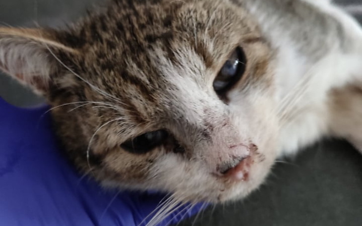 Zbiórka Jugo - kastracja, badania - zdjęcie główne