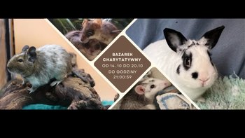 Zbiórka Bazarkowo - miniaturka zdjęcia