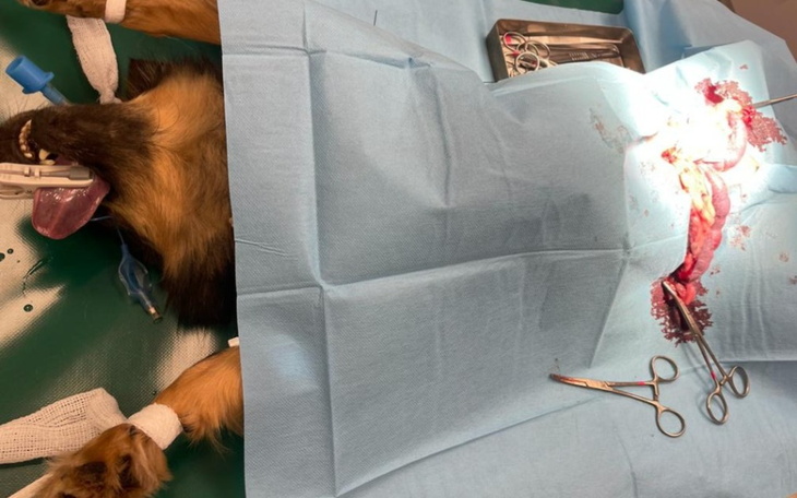 Zbiórka Ropomaciczę prawie zabiło Ninę - zdjęcie główne