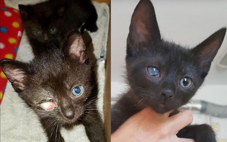 Zbiórka Na operacje i leki mojego kotka - zdjęcie główne