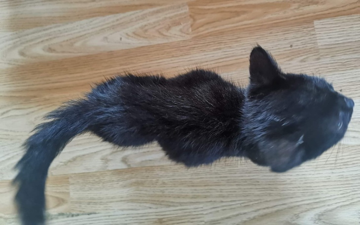 Czarny kot leżący na podłodze, widok z góry.