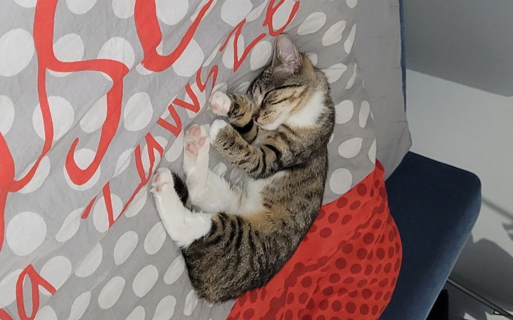 Zbiórka Pomoc malutkiej Lusi - zdjęcie główne