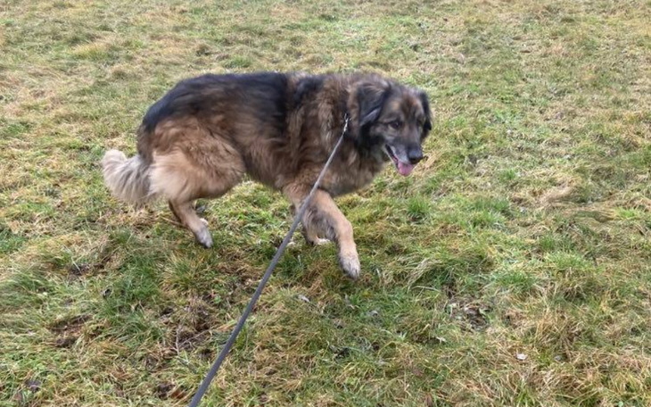 Zbiórka Hotelik Leona do opłacenia - zdjęcie główne