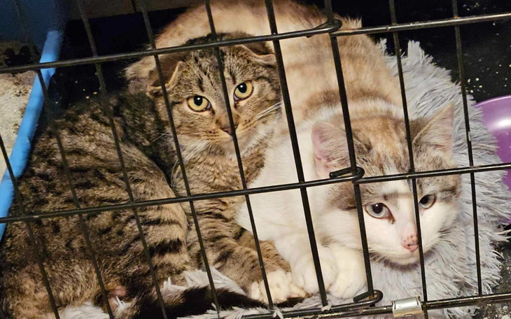 Dwa koty leżące razem w klatce, jeden z nich patrzy w kamerę.