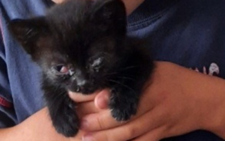 Zbiórka Kotki i psy bez domu - zdjęcie główne