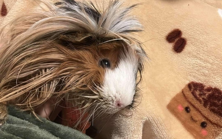 Świnka morska z długim futrem na tle miękkiego koca.