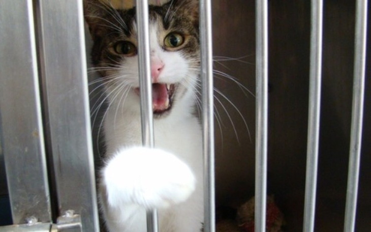 Zbiórka Adoptuje kota - zdjęcie główne