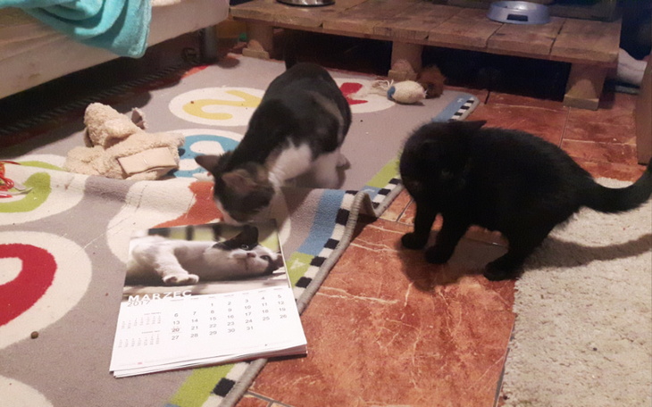 Zbiórka Nowy dom dla kotów w schronisku - zdjęcie główne