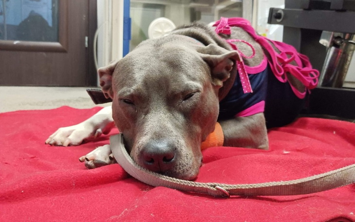 Zbiórka Amstaff Freya- Operacja - zdjęcie główne