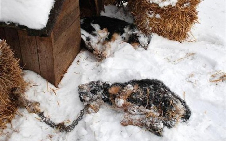 Zbiórka Pomóż Przetrwać Zimę Zwierzakom. - zdjęcie główne