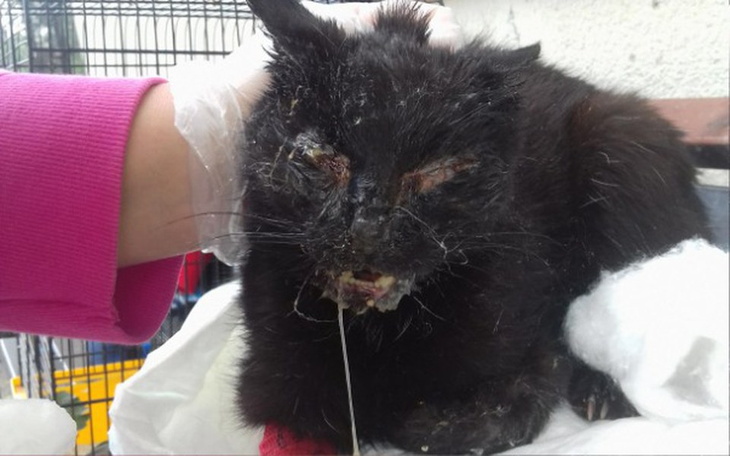 Zbiórka Ratujemy kocie istnienia - zdjęcie główne