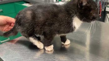 Zbiórka Ratujemy maleństwo z Duninowa - miniaturka zdjęcia