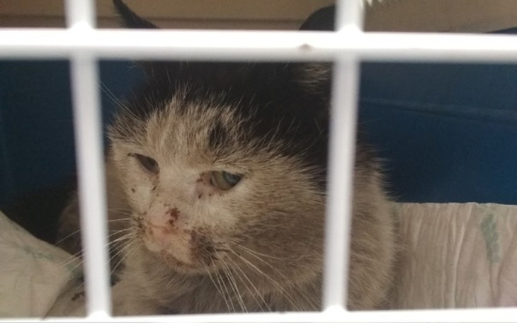 Zbiórka Stoczniowiec kanałowiec prosi o - zdjęcie główne