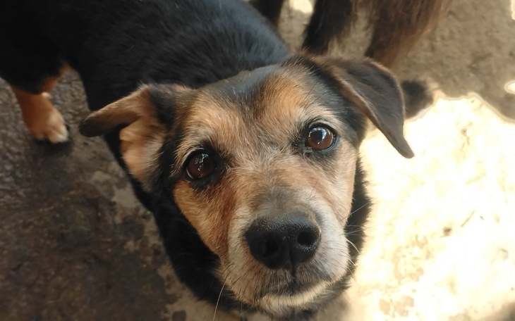 Pies z wyrazem smutku, patrzący prosto w obiektyw.