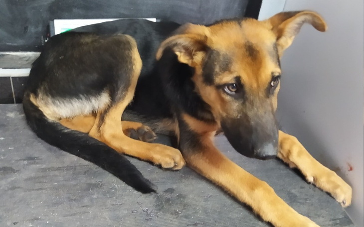 Zbiórka Cziro - wynędzniały i wycofany - zdjęcie główne