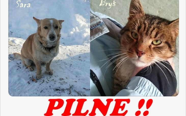 Zbiórka miały dom- zostały porzucone! - zdjęcie główne