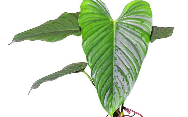 Zbiórka Chciejstwo - zdjęcie główne