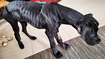 Zbiórka Zagłodzone szczenię doga - miniaturka zdjęcia