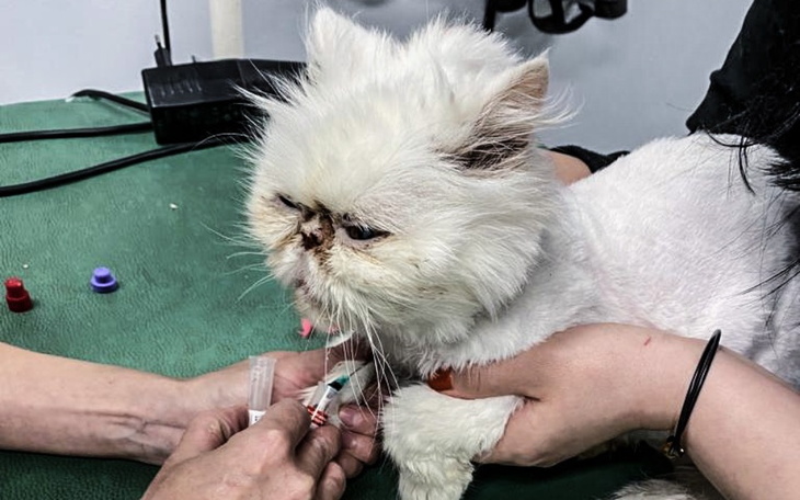 Zbiórka Upodlona Grażynka błaga o pomoc - zdjęcie główne