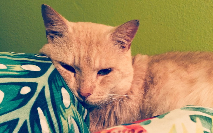 Zbiórka Wesprzyj kocura Baldura - zdjęcie główne