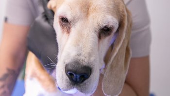 Zbiórka Na ratunek Herze - miniaturka zdjęcia